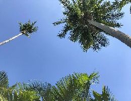 magas pálmafák Phuket szigeten