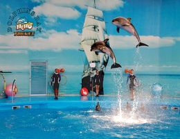 Delfin show Phuket szigeten