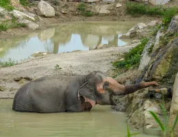 Elefánt rezervátum Phuket szigeten