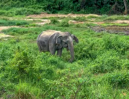 Elefánt rezervátum Phuket szigeten