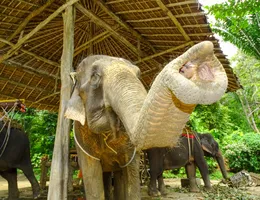 Thaiföld: elefántolás Phuket szigeten