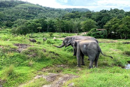 Elefánt Rezervátum Phuket szigeten