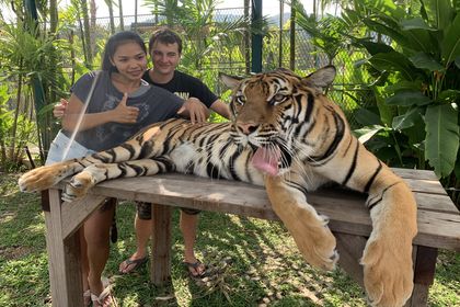 Thaiföld, Phuket: Tigris park és tigris simogatás
