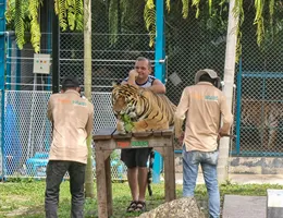 Thaiföld, Phuket: Tigris park, tigris simogatás