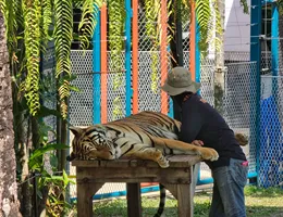 Thaiföld, Phuket: Tigris park, tigris simogatás