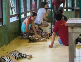 Tiger Kingdom, tigris simogatás Phuketen