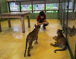 Tiger Kingdom, tigris simogatás Phuketen
